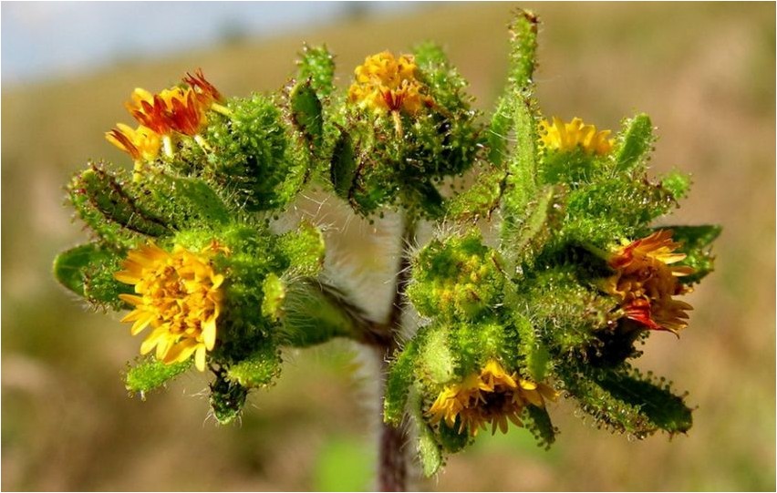 Sigesbeckia idaosa Sigesbekia