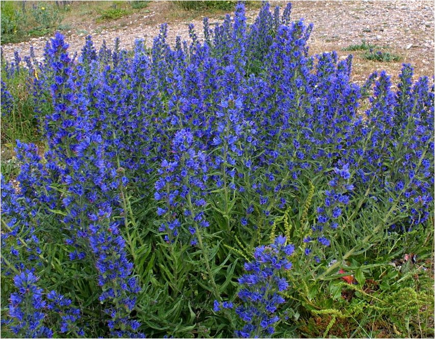 Синяк обыкновенный синяк Bluterguss, gewöhnlicher Bluterguss