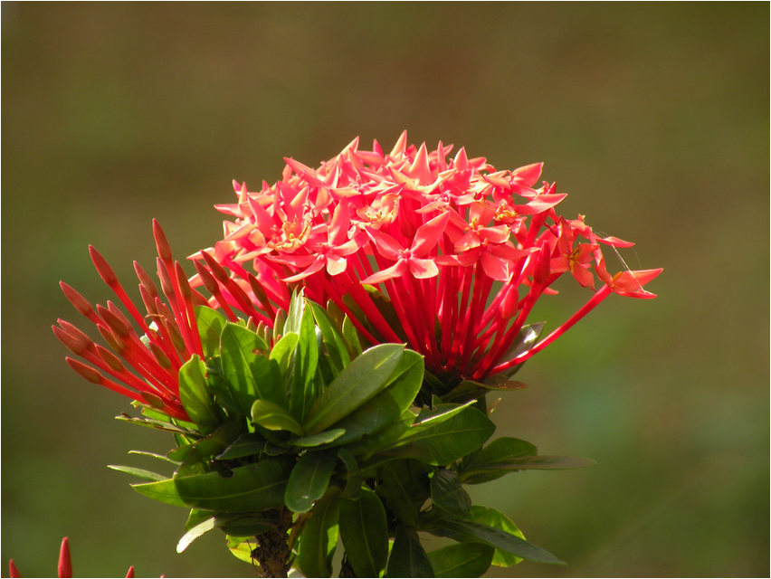 Иксора ярко-красная иксора Ixora leuchtend rote Ixora