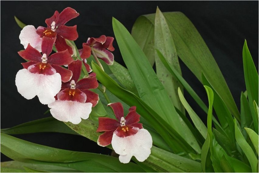 Камбрия камбрия Cambria cambria