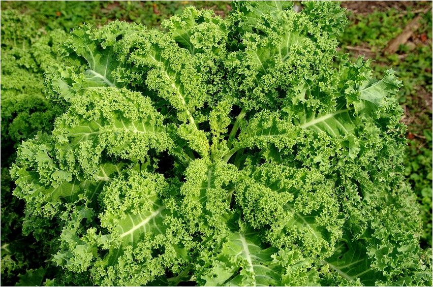 Капуста кудрявая капуста