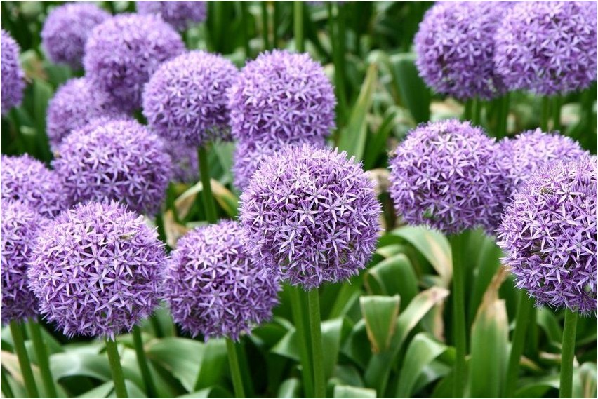Lymphaeaceae