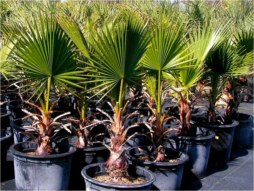 Пальма Трахикарпус пальма Palme Trachycarpus-Palme