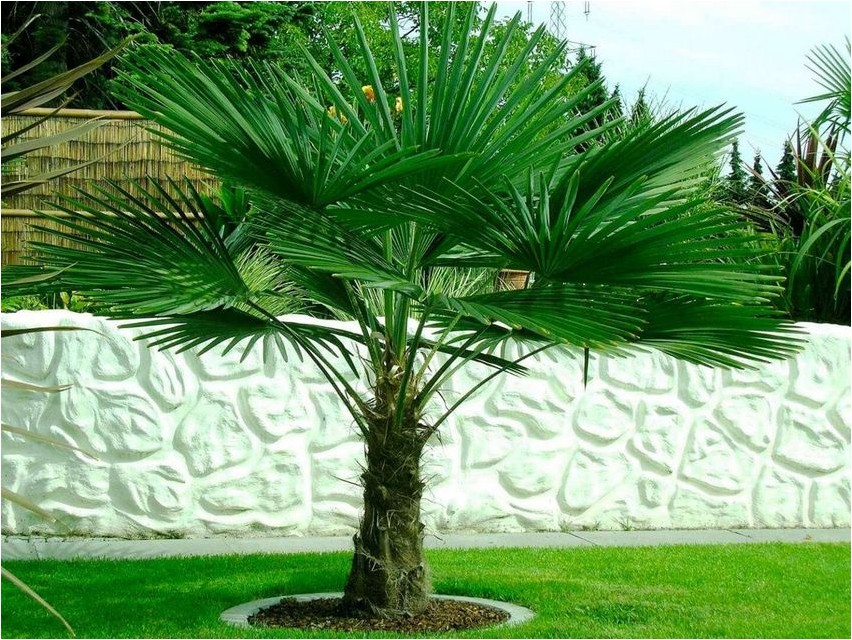 Пальма Трахикарпус пальма Palme Trachycarpus-Palme