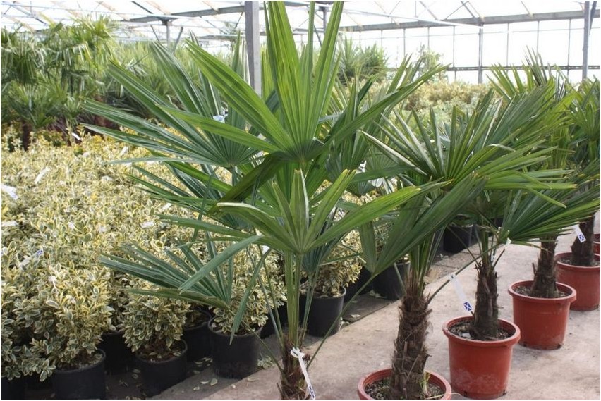 Пальма Трахикарпус пальма Palme Trachycarpus-Palme