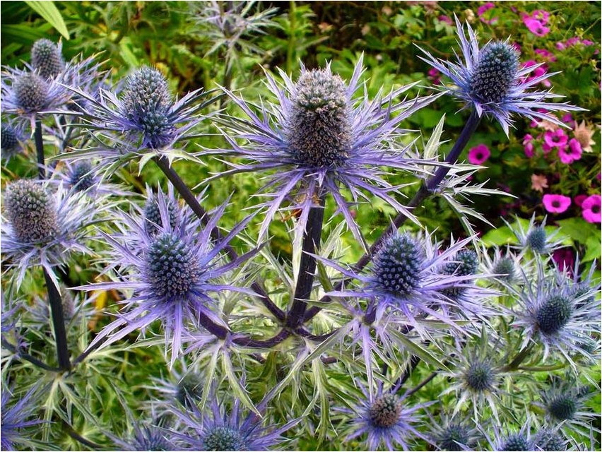 Синеголовник приморский синеголовник Eryngium Küsteneryngium