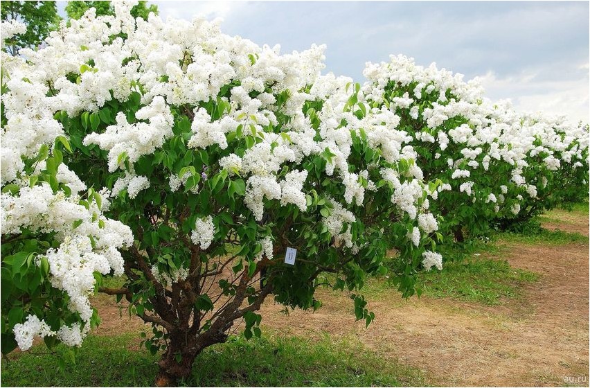 Сирень амурская сирень Amuuri sirel