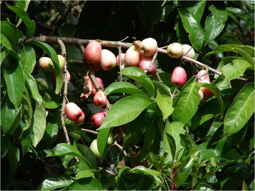 Сизигиум сизигиум Syzygium syzygium