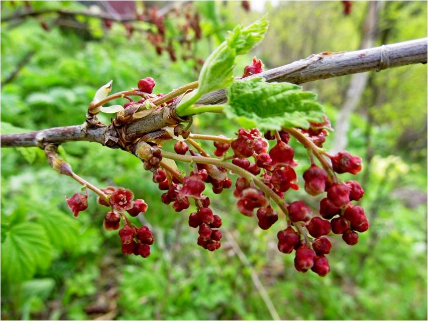 Смородина щетинистая смородина Johannisbeere borstige Johannisbeere