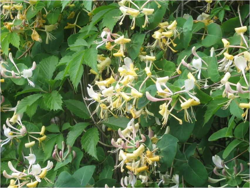 Жимолость душистая жимолость Geißblatt, duftendes Geißblatt