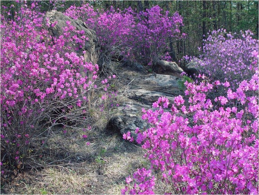 Багульник багульник