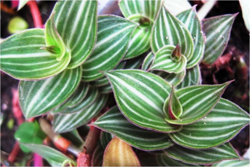 Callisia anmutige Callisia