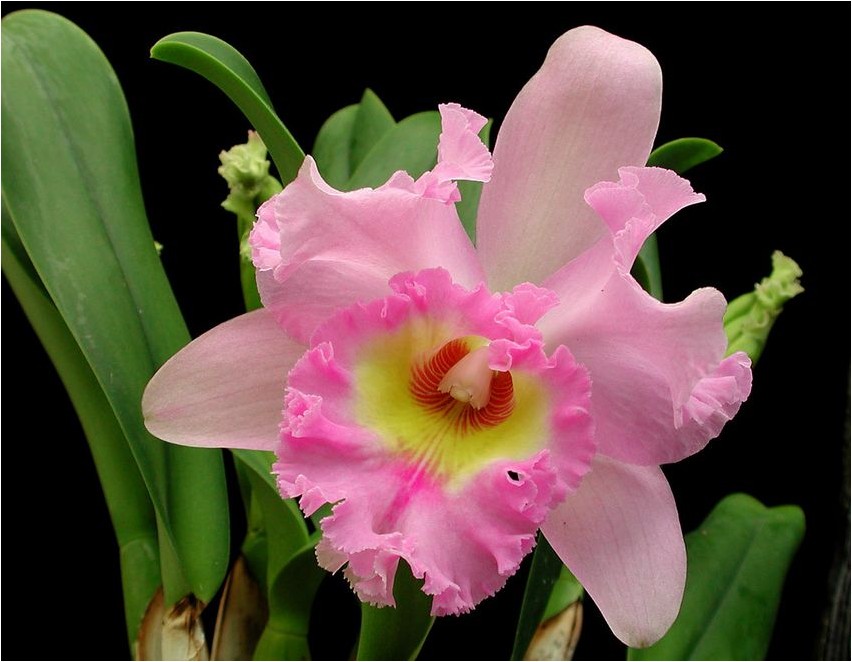 Каттлея гибридная каттлея Cattleya hübriidcattleya