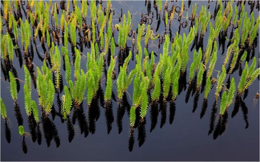 Wasserkiefer