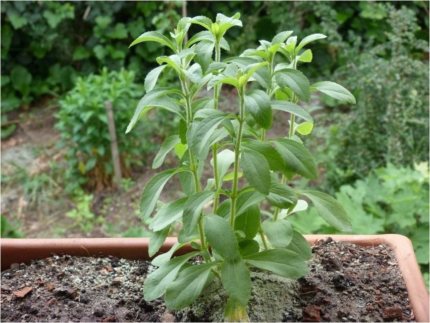Стевия стевия Stevia stevia