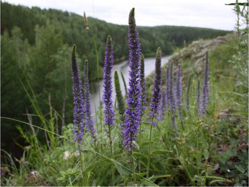 Вероника колосистая вероника Veronica spiky speedwell