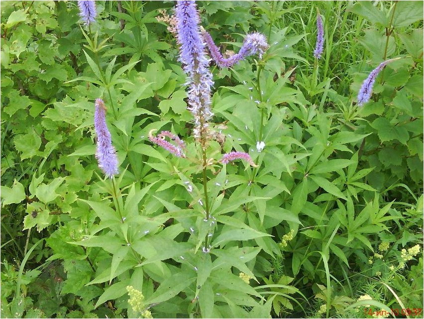 Вероника сибирская вероника Veronica Siberian speedwell