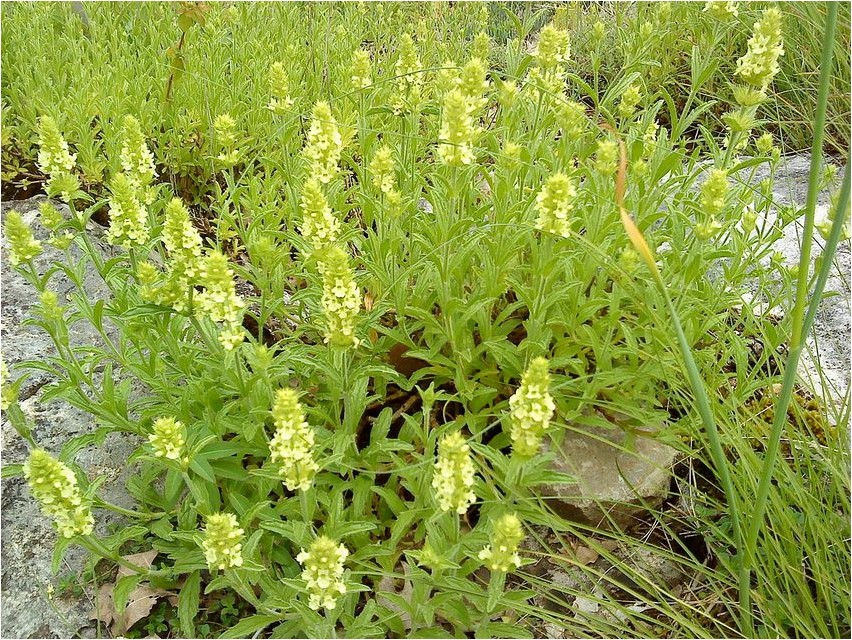 Bergeisenfrau
