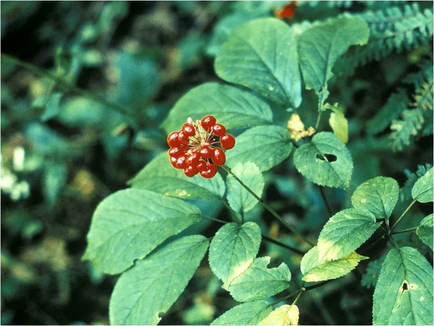 Женьшень обыкновенный женьшень Panax-Ginseng