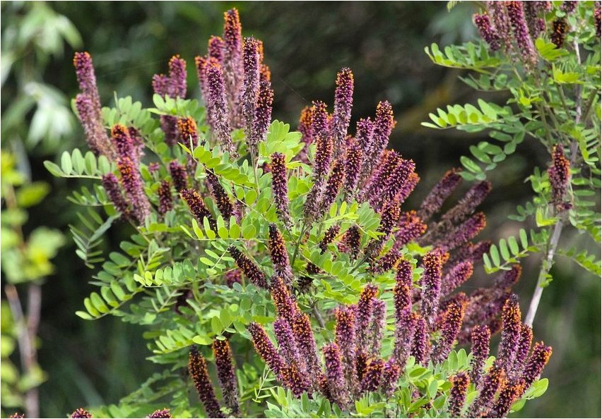 Аморфа аморфа Amorpha amorpha