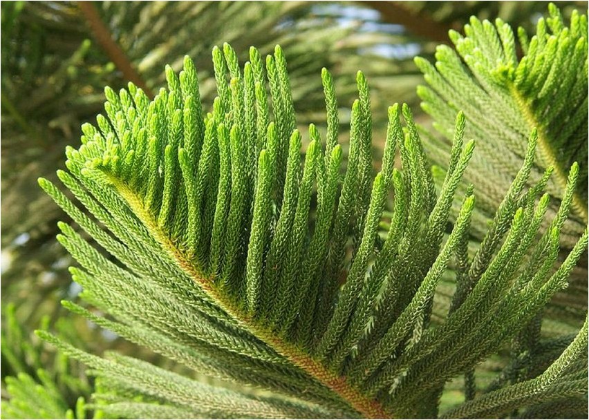 Araucaria araucaria