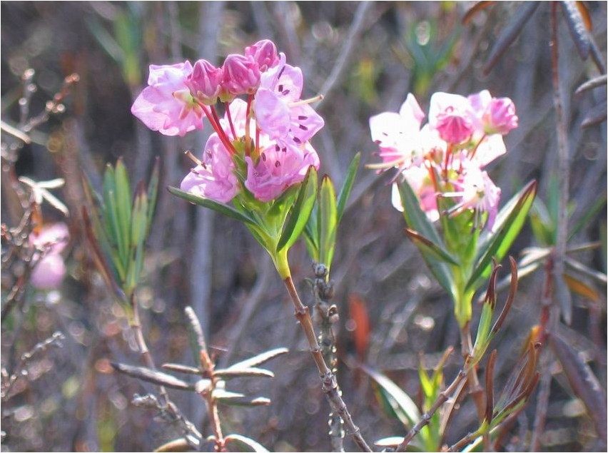 Кальмия многолистная кальмия Kalmia multifolia Kalmia