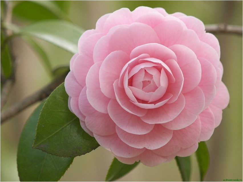 Камелия японская камелия Camellia japonica