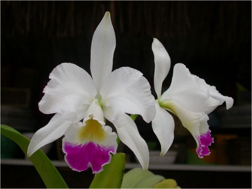 Каттлея каттлея Cattleya Cattleya