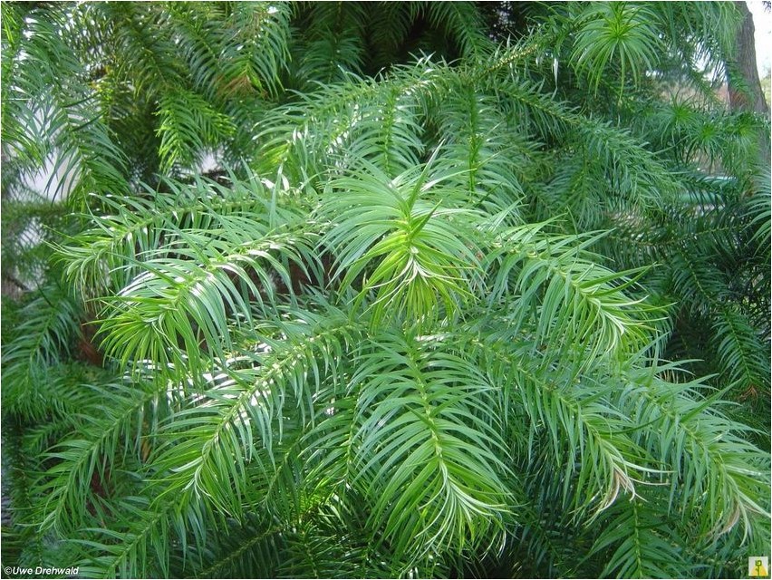 Куннингамия куннингамия Cunningamia cunningamia