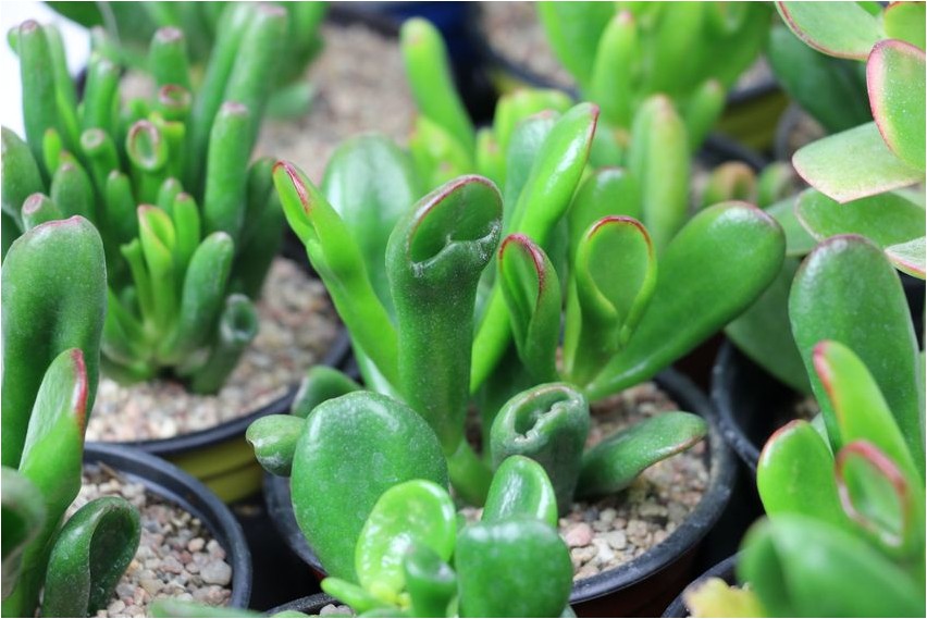 Толстянка портулаковая толстянка Crassula Portulak Crassula