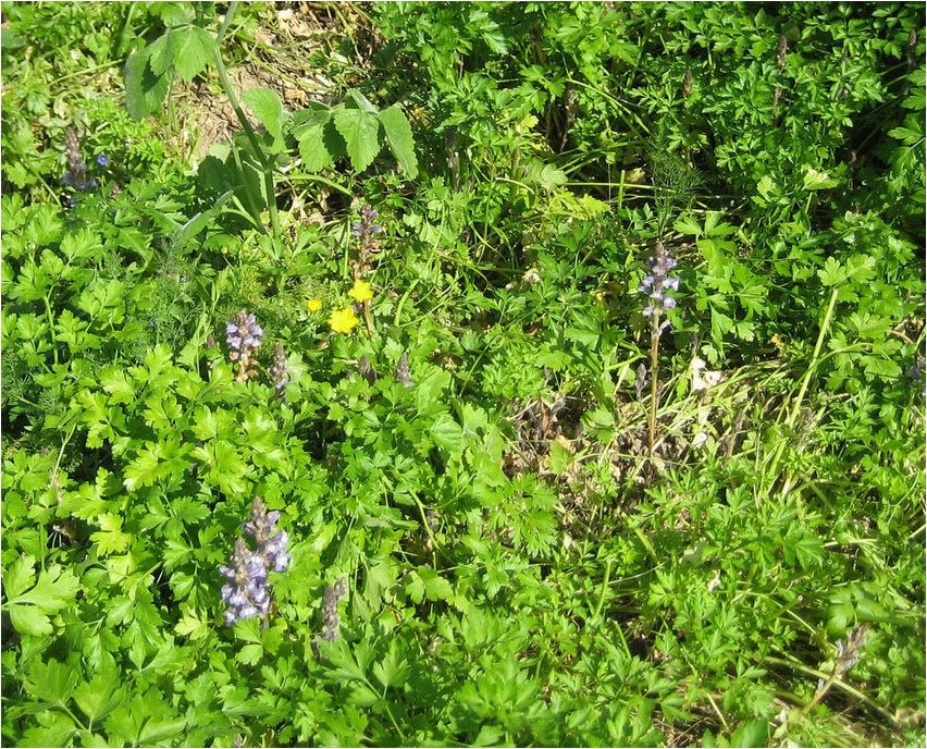 Egyptian broomrape