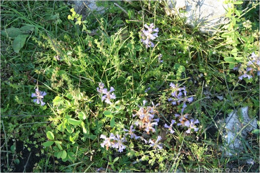 Broomrape sinakas luuder