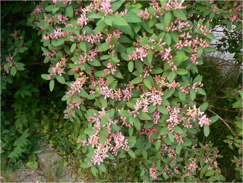 Geißblatt Tatarisches Geißblatt