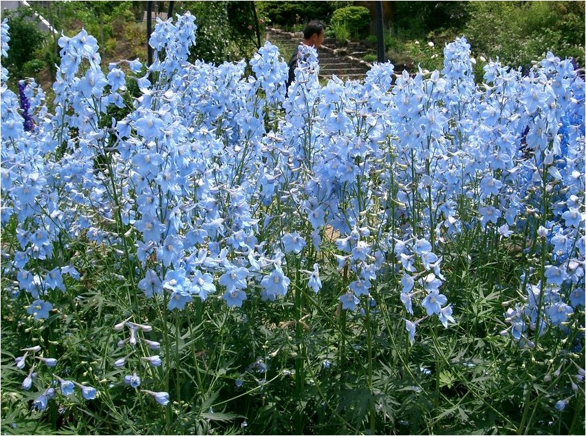 Larkspur grandiflora larkspur