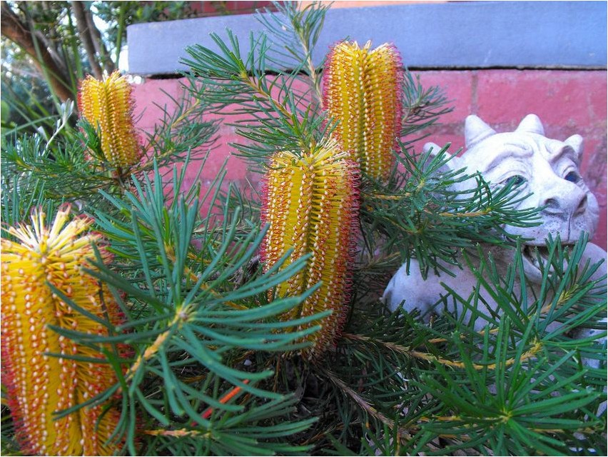 Banksia banksia