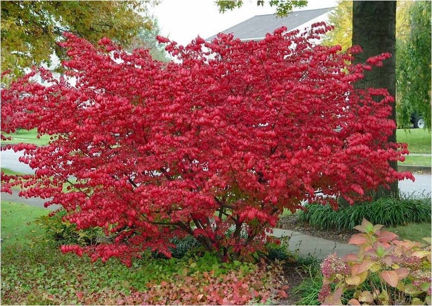 Euonymus euonymus