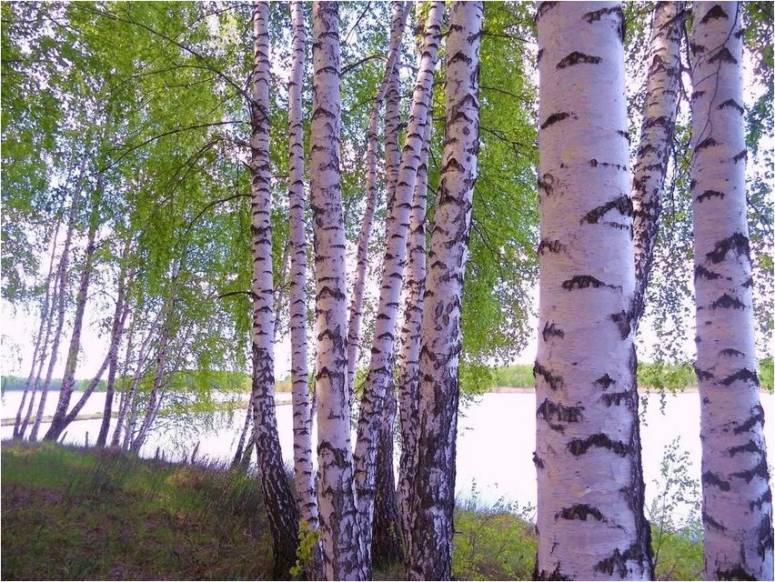 Береза береза Береза береза