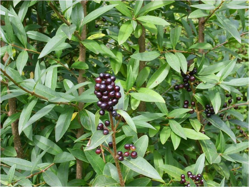 Бирючина бирючина Privet privet