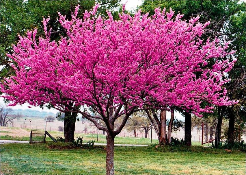 cercis cercis