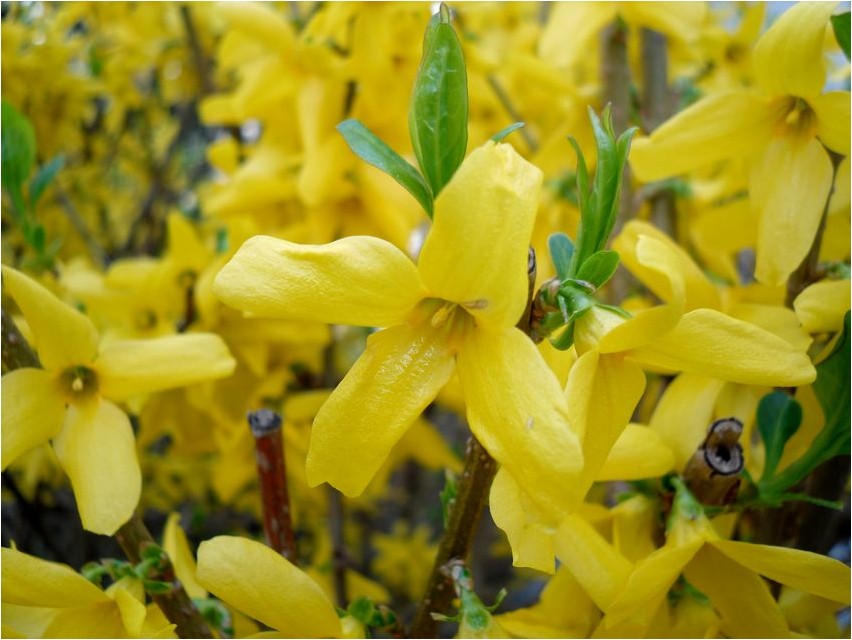 Forsythie Forsythie