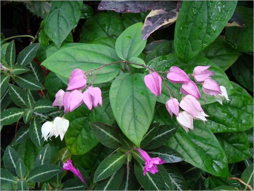 Clerodendrum clerodendrum
