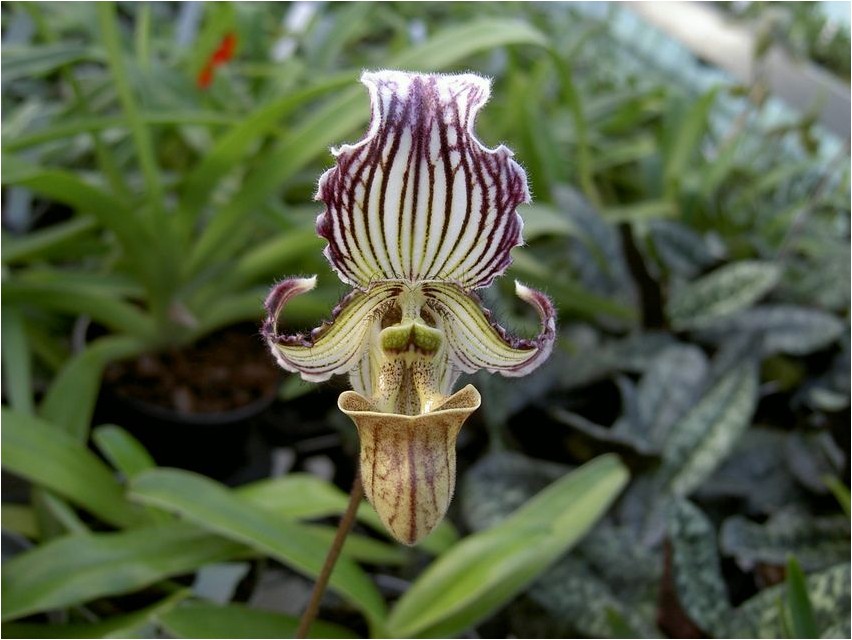 Пафиопедилюм пафиопедилюм Paphiopedilum paphiopedilum