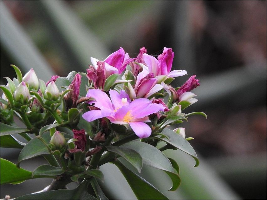 Переския шиповатая переския Pereskia spinosa pereskia
