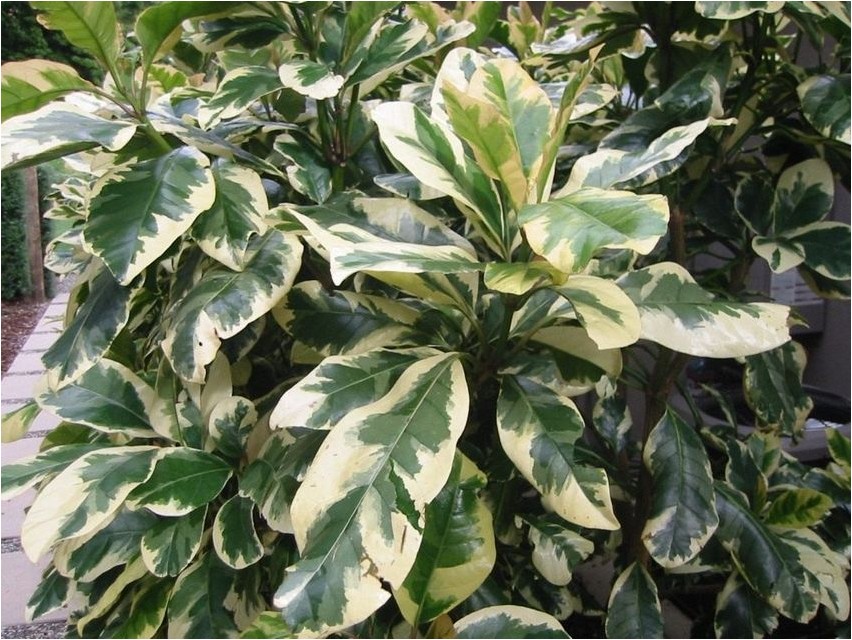 Pisonia Umbrellapisonia