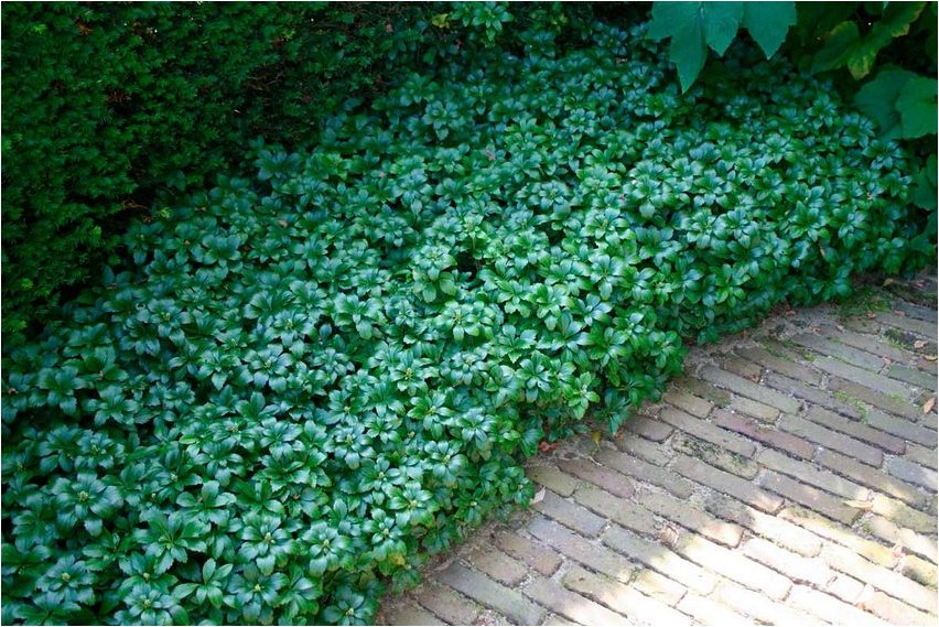 Pachysandra pachysandra