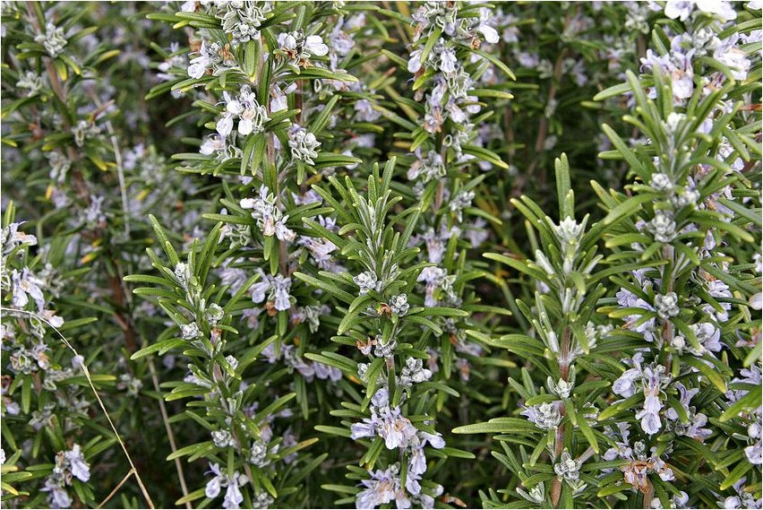 Rosemary medicinal rosemary