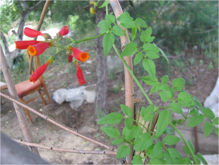 Eccremocarpus ecremocarpus