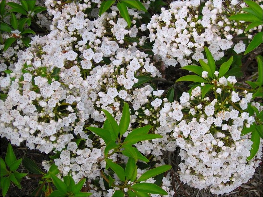 Кальмия узколистная кальмия