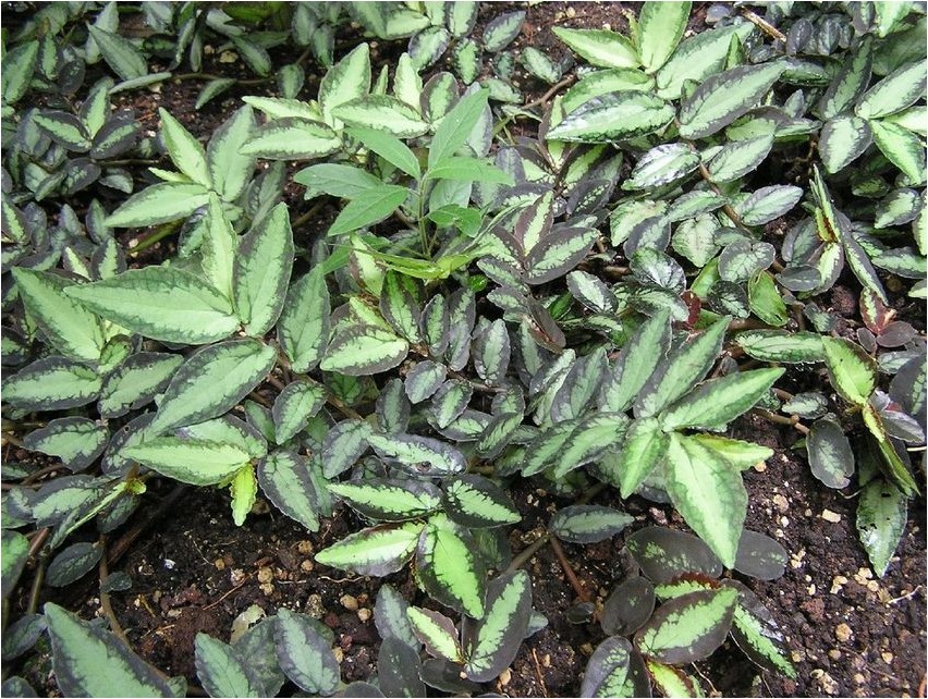Пеллиония прекрасная пеллиония Pellionia magnifica (Pellionia pellionia)