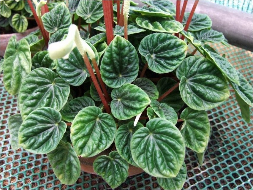 Пеперомия сморщенная пеперомия Peperomia kortsus peperoomia